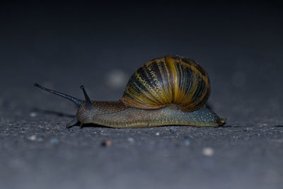 Close-up of snail