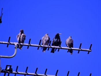 Low angle view of birds perching on metal against blue sky