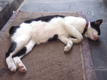 High angle view of cat sleeping on footpath