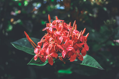 Close-up of red rose flower