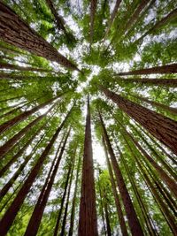 Low angle view of a forest of sequoias