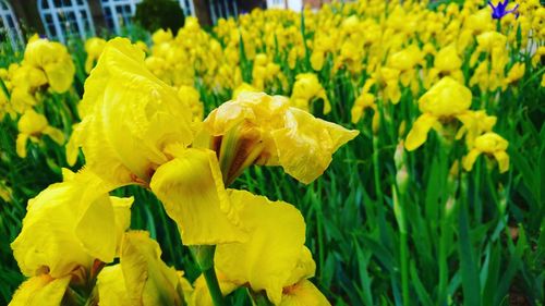 Close-up of yellow daffodil flowers blooming on field