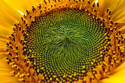 Close-up of sunflower