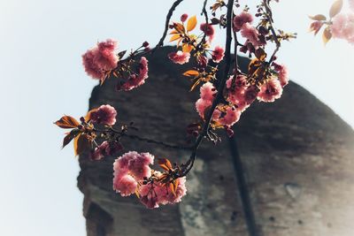 Close-up of pink cherry blossom tree