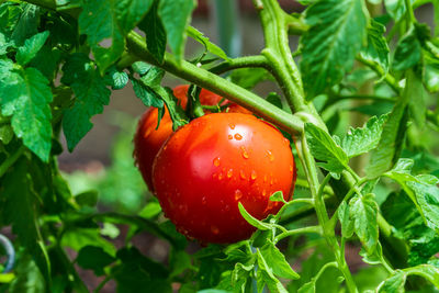 Close-up of tomatoes on plant