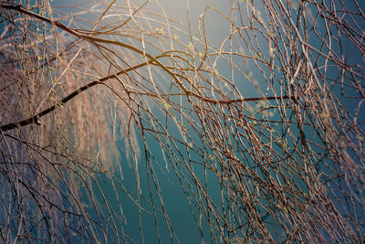 Close-up of bare tree by lake against sky
