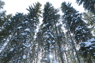 Low angle view of trees against sky