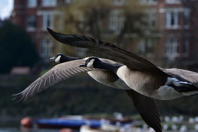 Close-up of bird flying