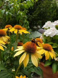 Close-up of yellow daisy blooming outdoors