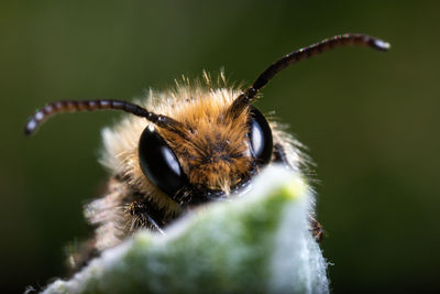 Close-up of bee