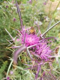 Close-up of purple flowering plant on field