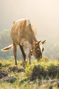 Cow grazing in a field