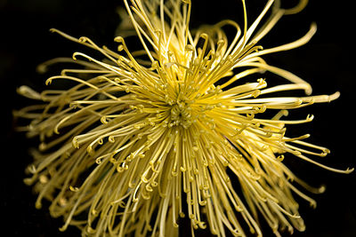 Close-up of flower against black background