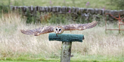 Ashy faced owl at a bird of prey centre
