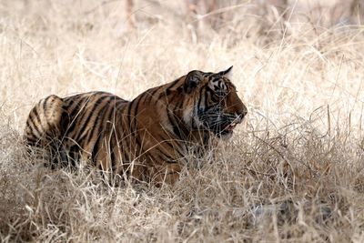 Tiger relaxing in grass