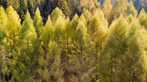 Pine trees in forest