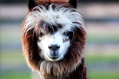 Close-up portrait of llama