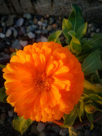 Close-up of orange flower