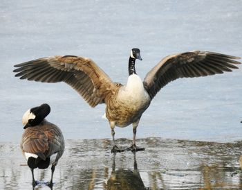 Two canada goose. standing on a frozen pond