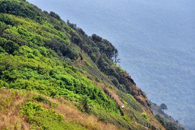 High angle view of trees on mountain