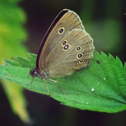 Close-up of butterfly on leaf