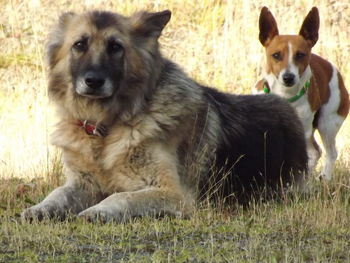 Portrait of dog on field