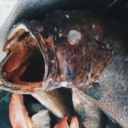 Close-up of fish