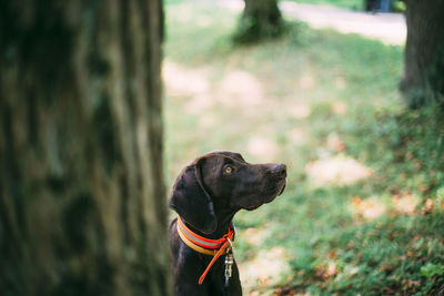 Close-up of a dog looking away