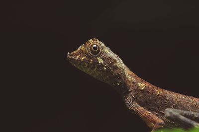 Close-up of a lizard on branch against black background