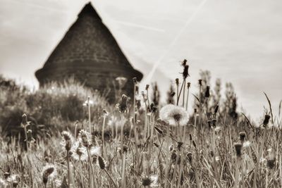 Close-up of plants on field against sky