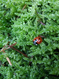 Close-up of ladybug on plant