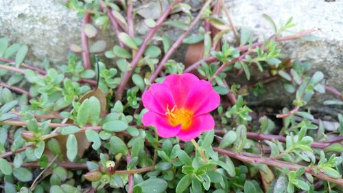 Close-up of pink cosmos blooming outdoors