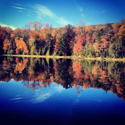 Reflection of trees in water