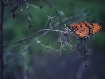 Close-up of butterfly on leaf