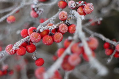 Close-up of snow on tree