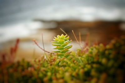 Close-up of plant