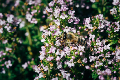 Bee pollinating flower