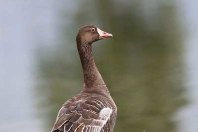 Close-up of a bird