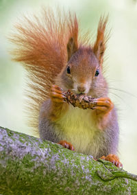 Close-up portrait of squirrel