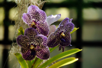 Close-up of purple iris flower