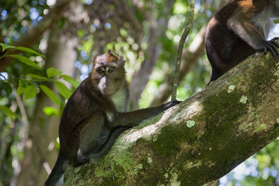 Philippine long-tailed macaque from palawan