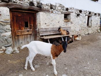 Horse standing in a building