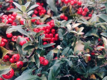 Close-up of berries growing on plant