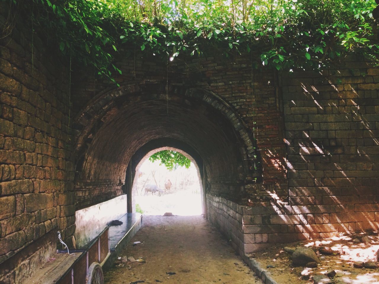 arch, architecture, built structure, the way forward, old, abandoned, tunnel, building exterior, archway, brick wall, wall - building feature, tree, obsolete, deterioration, stone wall, entrance, indoors, day, damaged, run-down