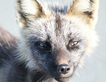 Close-up portrait of eye