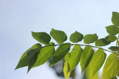 Low angle view of leaves against clear sky