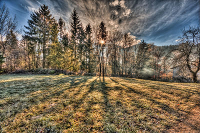 View of bare trees in winter