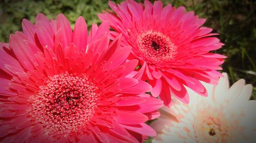 Close-up of pink flower blooming outdoors