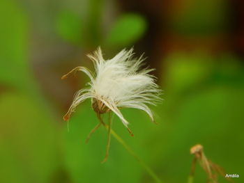 Close-up of feather on flower