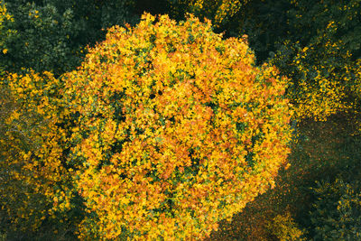 High angle view of yellow flowering plants